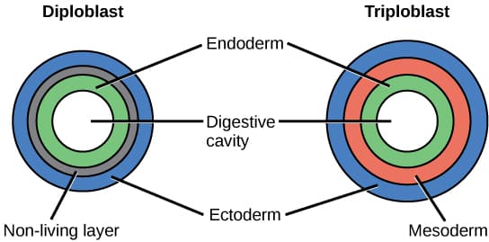 Defining features of cnidarians, Features of the Animal Kingdom · Concepts of Biology
