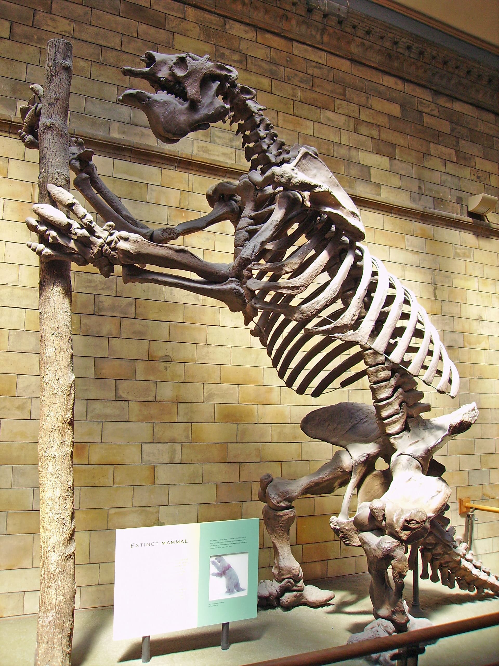 Defining life for paleontology, File:Megatherium americanum Skeleton NHM.JPG - Wikipedia