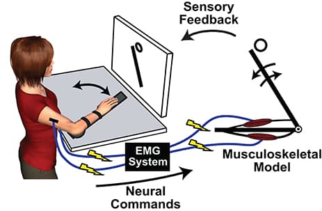 Definition and Importance, Frontiers | Elucidating Sensorimotor Control Principles with Myoelectric Musculoskeletal Models