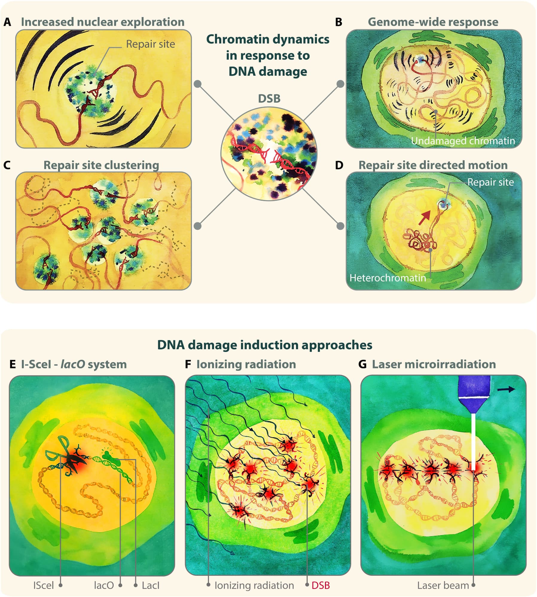 Definition and role of epigenetics, Frontiers | Complex Chromatin Motions for DNA Repair