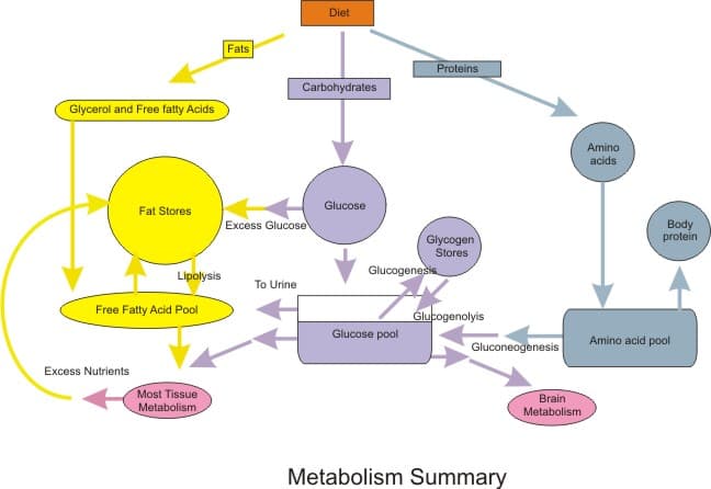 Definition of metabolism, File:Nutrition Metabolic Summary.jpg - Wikimedia Commons