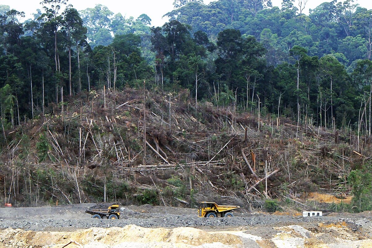 Deforestation and land degradation, Deforestation in Borneo - Wikipedia
