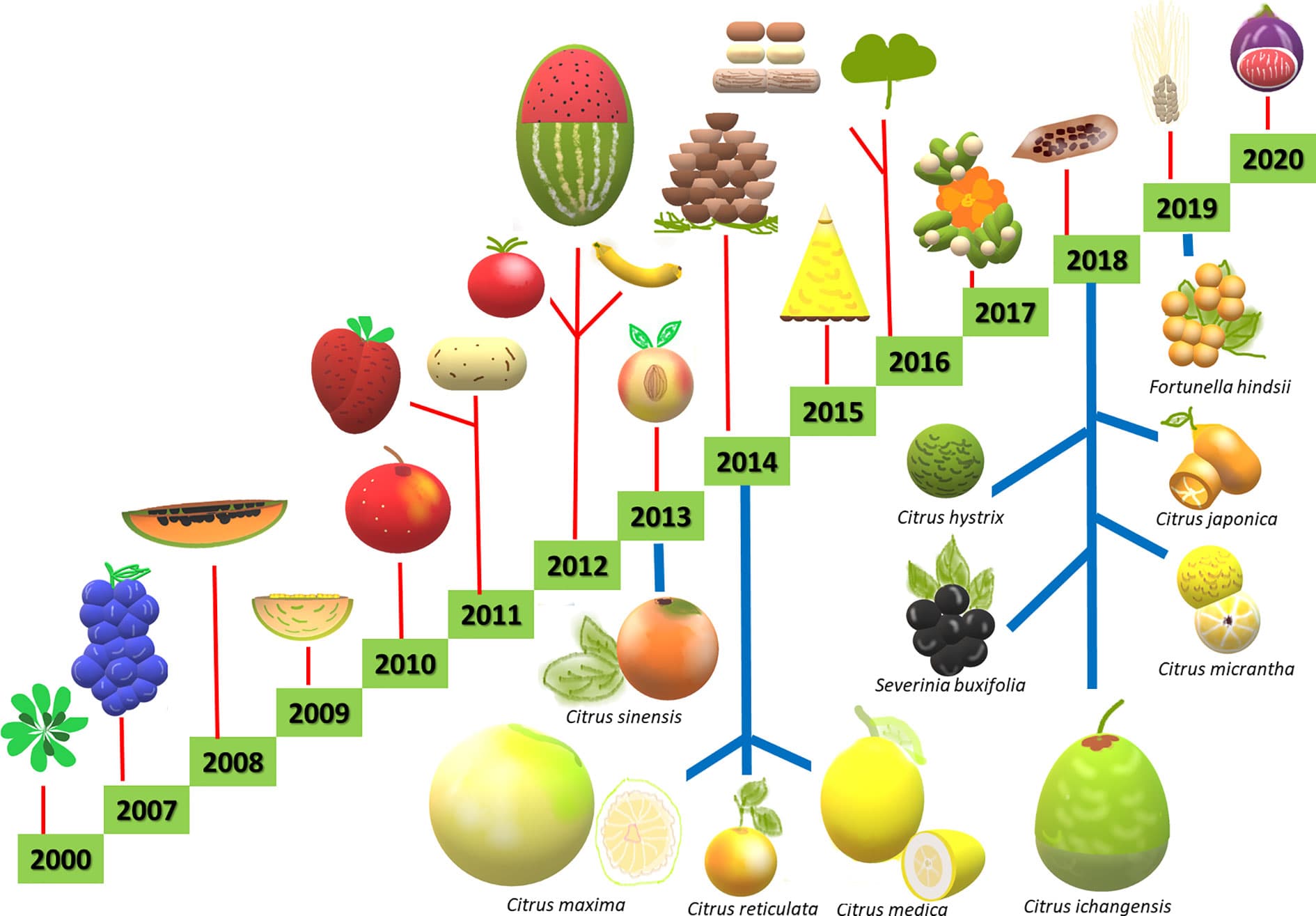 Desirable traits, Frontiers | New Plant Breeding Techniques in Citrus for the Improvement of Important Agronomic ...