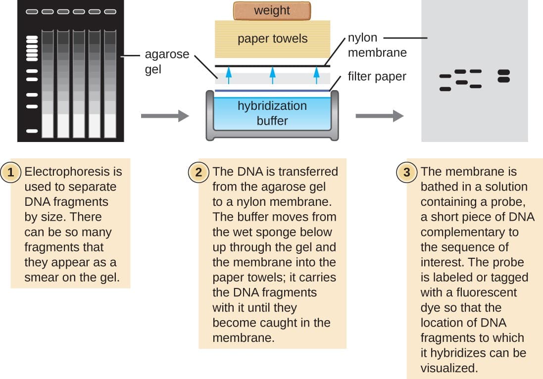 Detection of DNA sequences, 12.2 – Visualizing and Characterizing DNA, RNA, and Protein – Microbiology 201