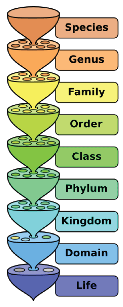 Development of Modern Taxonomy, Classification: Form and Function ‹ OpenCurriculum