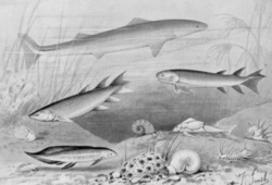 Age of fishes, Evolution of fish - Wikipedia