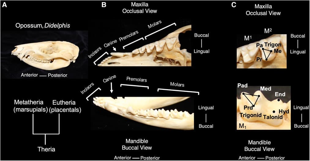 Dietary Shifts and Physiological Adaptations, Frontiers | Mammalian dental diversity: an evolutionary template for regenerative dentistry