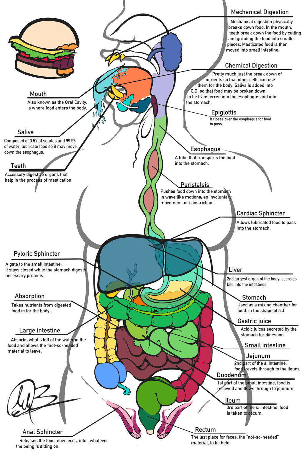 Digestive Tract and Enzymes, Digestive System reference sheet + descriptions~ by MM-7 on DeviantArt