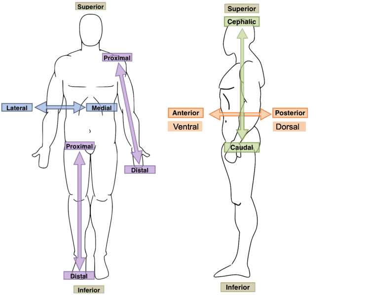 Directional Terms, Anatomical Orientation and Directions | Human Anatomy and Physiology Lab (BSB 141)