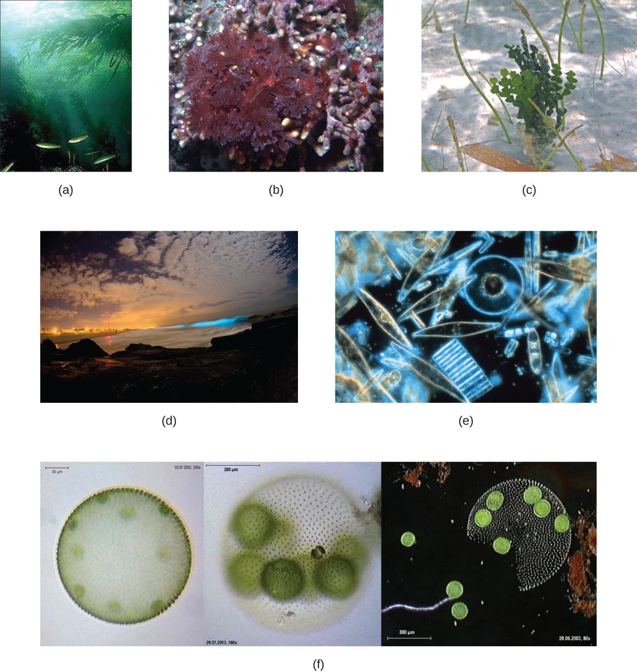 Diversity in algal forms, Algae | Microbiology