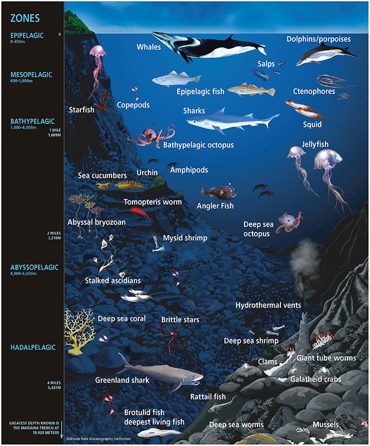 Diversity of marine microorganisms, Frontiers | Marine Animal Microbiomes: Toward Understanding Host–Microbiome Interactions in a ...