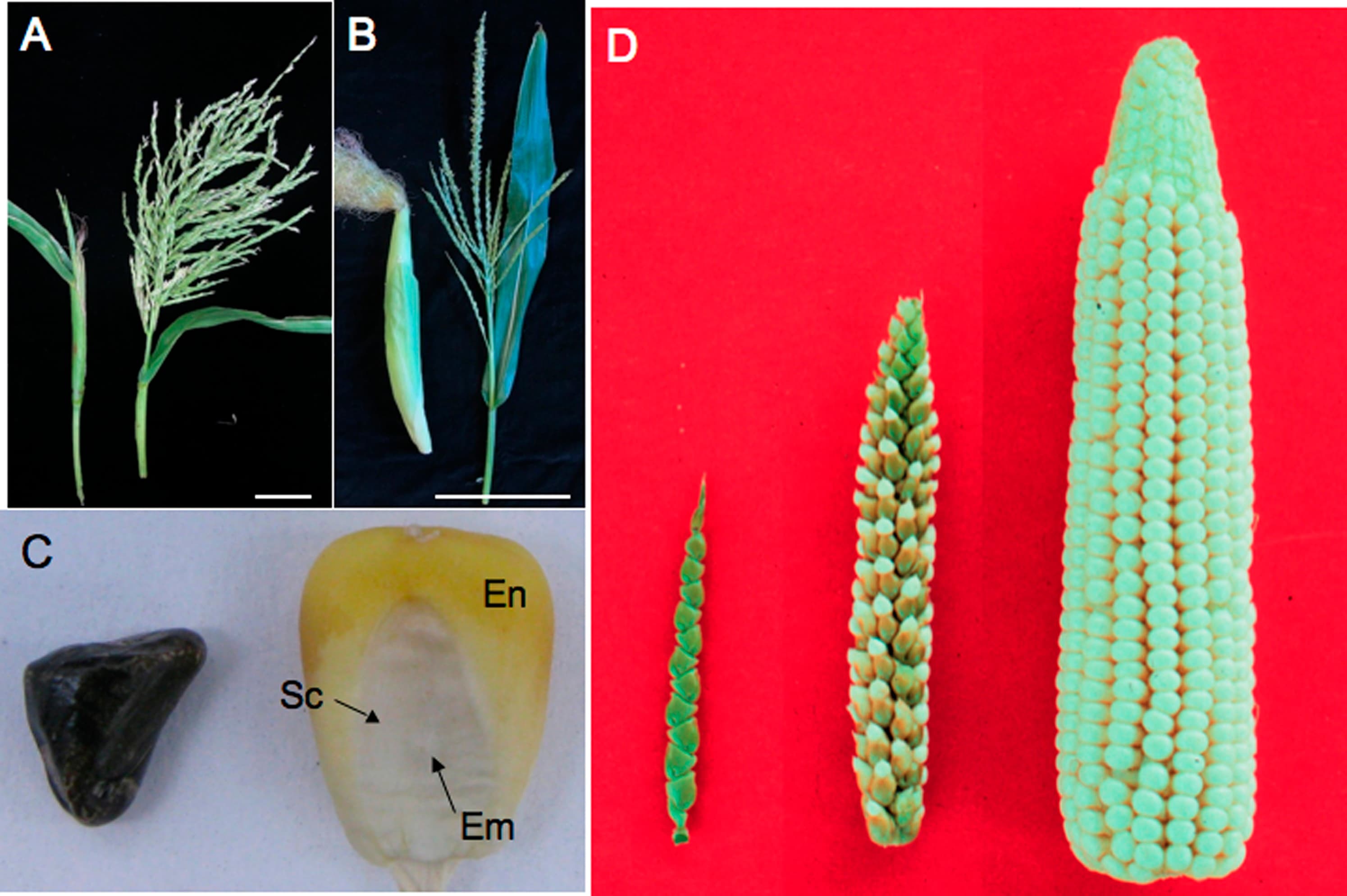 Domestication of teosinte, Genetic, evolutionary and plant breeding insights from the domestication of maize | eLife