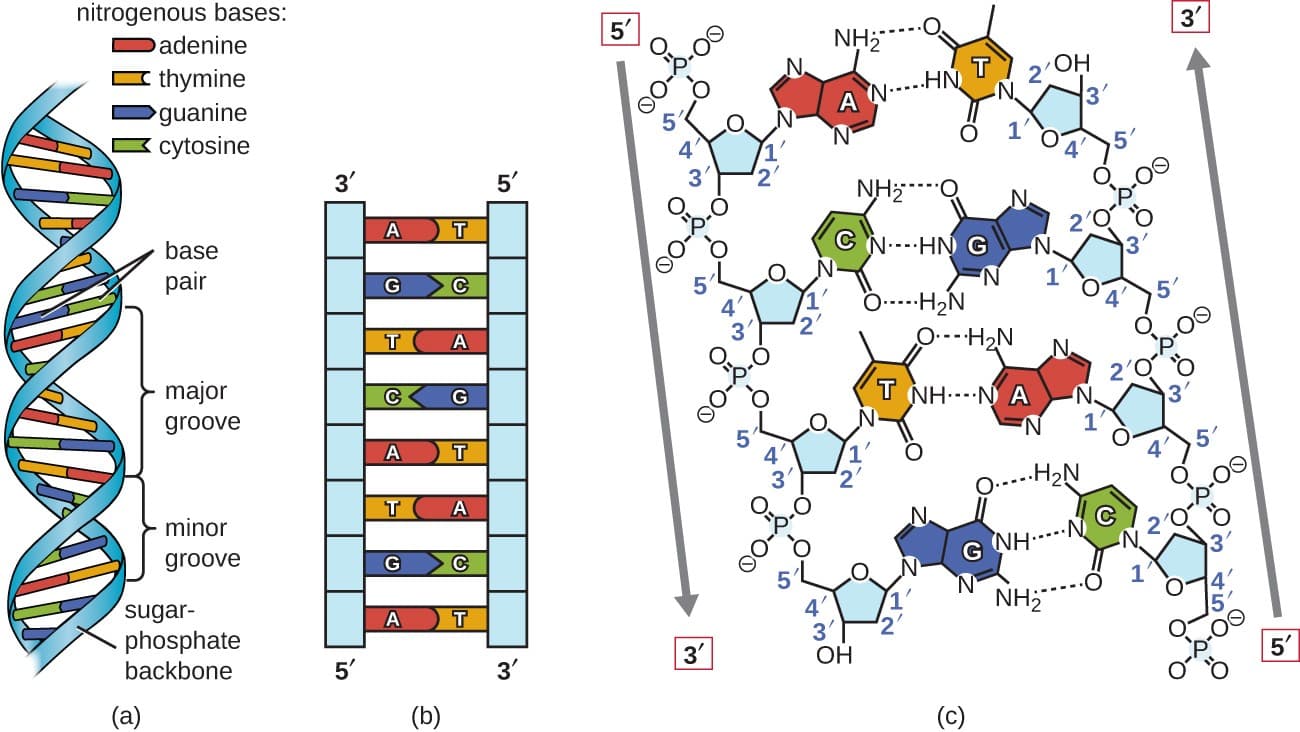 Double helix model, Structure and Function of DNA | Microbiology