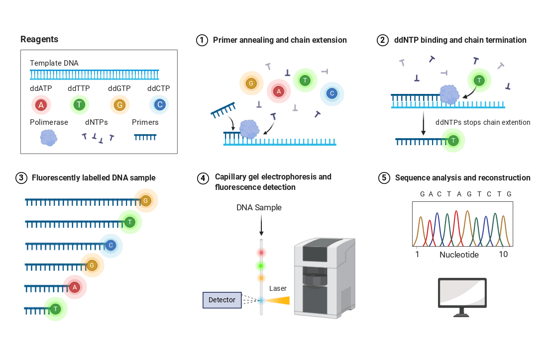 Early Developments and Automation, MICROBIOLOGY BLOG FOR STUDENTS (MBLOGSTU): Sequencing