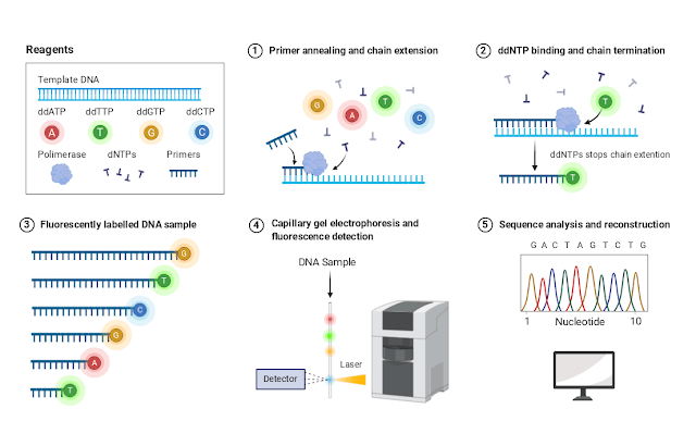 Early sequencing methods, MICROBIOLOGY BLOG FOR STUDENTS (MBLOGSTU): Sequencing