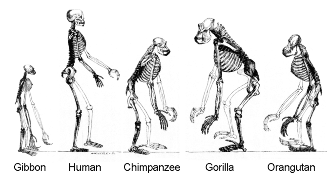 Early hominid evolution, The Evolution of Humans | World Civilization