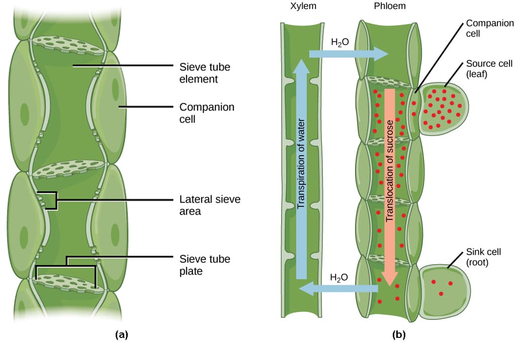 Evolutionary adaptations for land, Photosynthates | Biology for Majors II