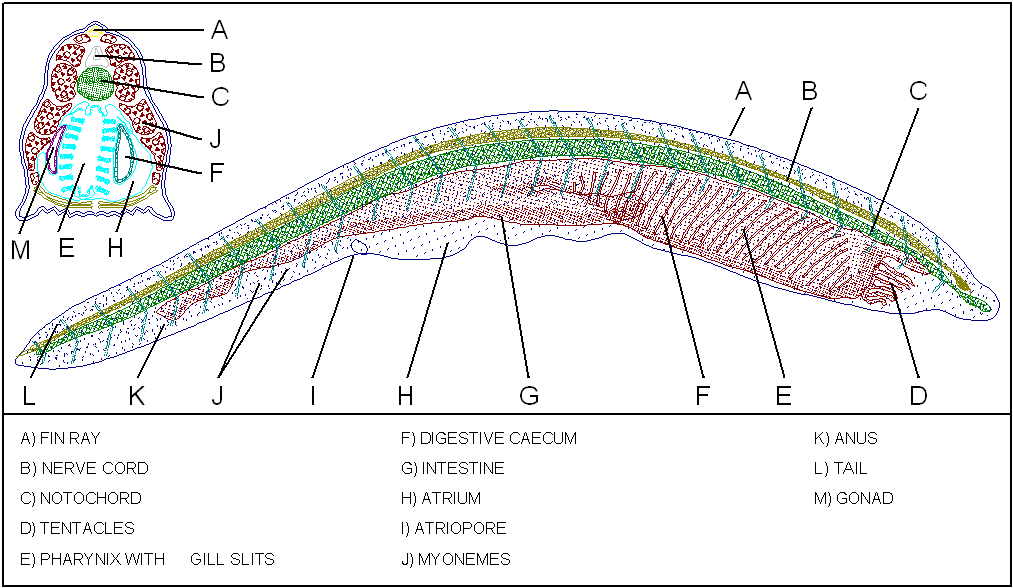 Early vertebrate ancestors, TheWondersOfChordata - Lancelet