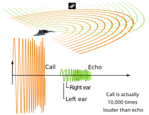 Echolocation and Electroreception, Animal echolocation - Wikipedia