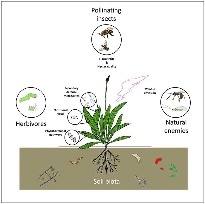 Ecological Consequences, Frontiers | Effects of Soil Organisms on Aboveground Plant-Insect Interactions in the Field ...