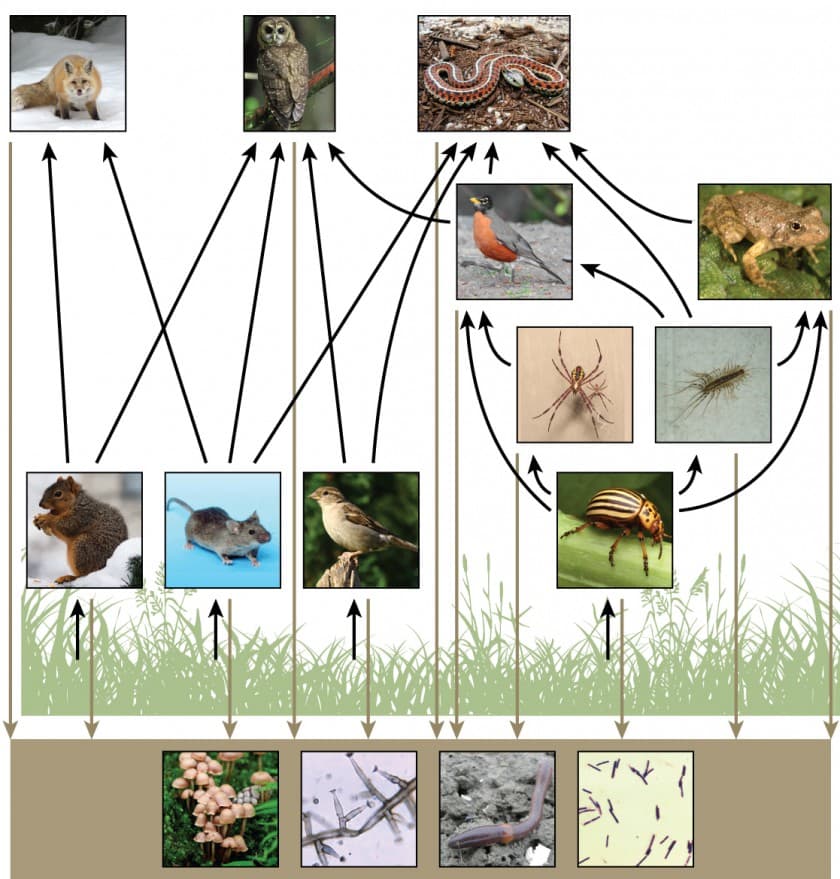 Ecosystem Structure and Function, Energy Flow through Ecosystems | OpenStax: Concepts of Biology