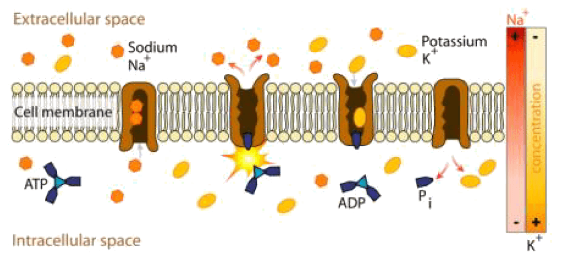 Electrochemical gradients for ion movement, Cell Transport and Homeostasis ‹ OpenCurriculum