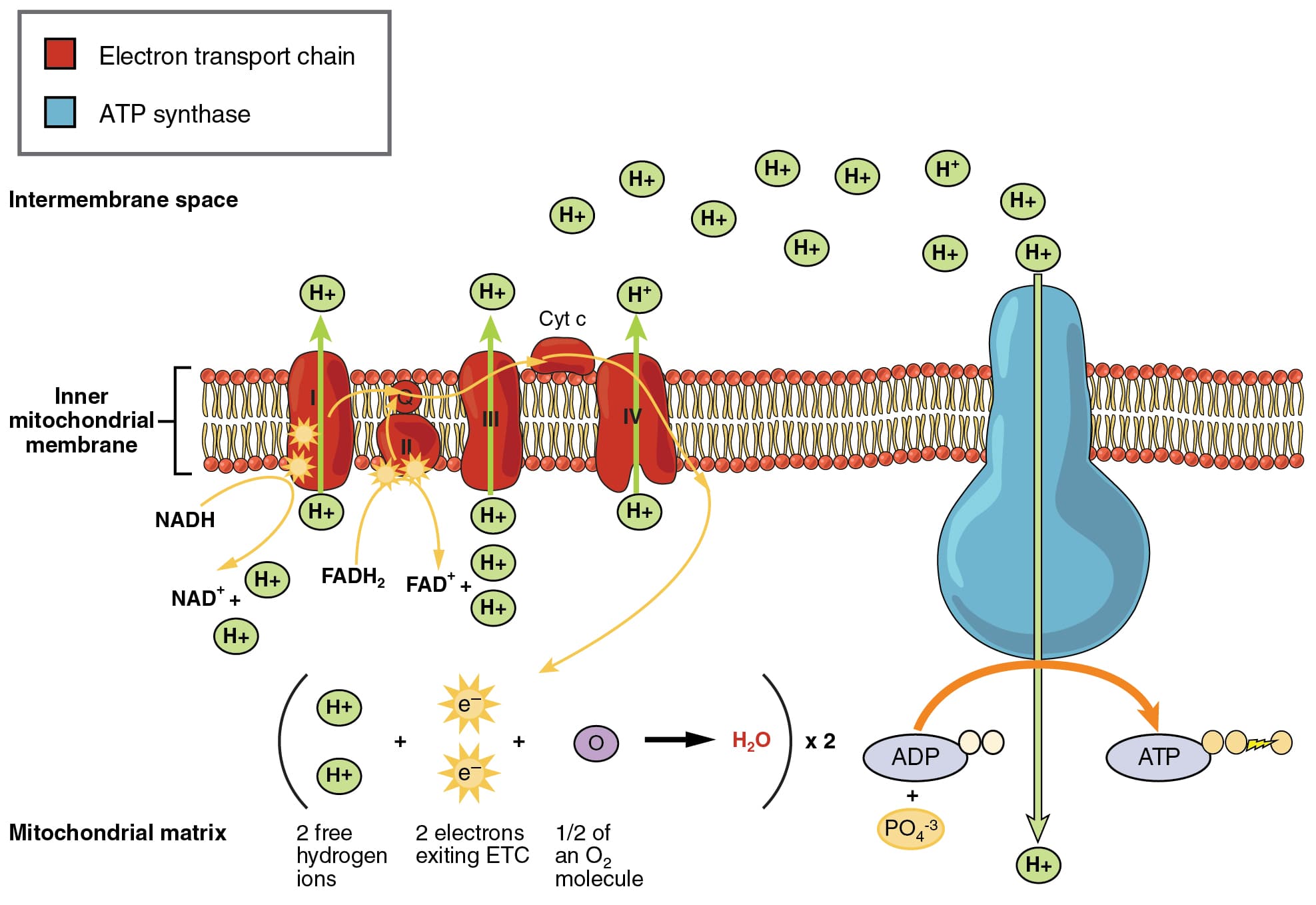 high energy electron carriers ubiquinone cytochromes and glutathione Mitochondrial in Cellular Redox Homeostasis Disease Manifestation Mitochondrial Reverse Electron Transport: Mechanisms,