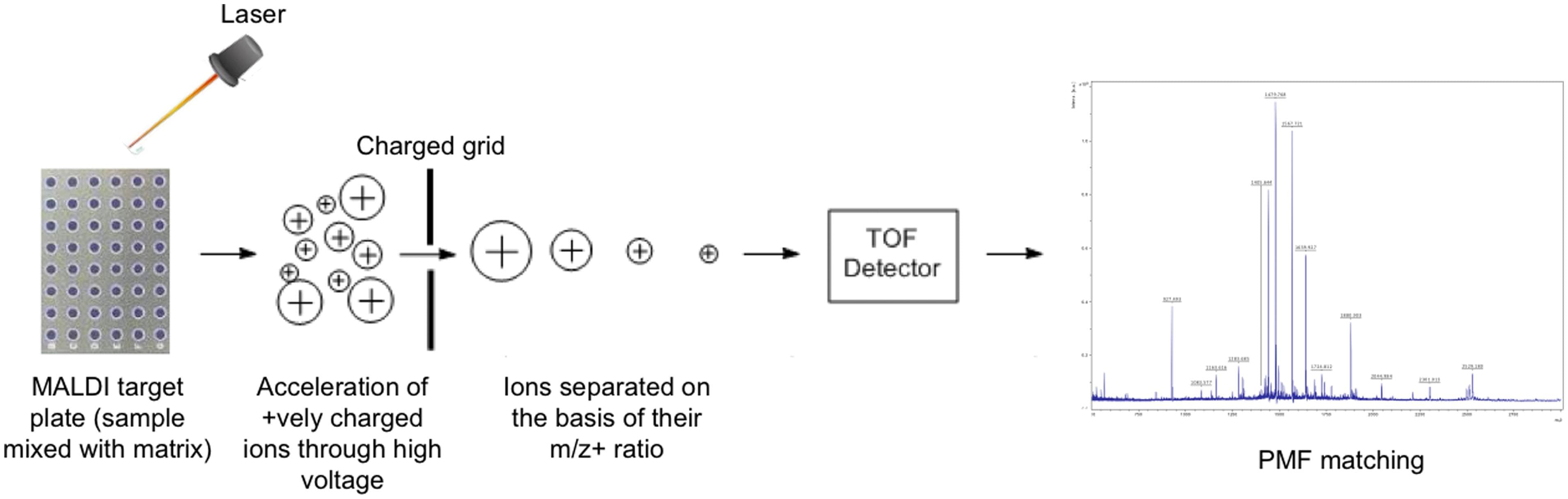 Electrospray vs MALDI ionization techniques, Frontiers | MALDI-TOF mass spectrometry: an emerging technology for microbial identification and ...