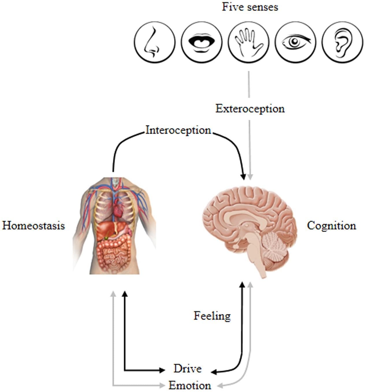 Emotions' influence on cognitive processes, Frontiers | The Influences of Emotion on Learning and Memory | Psychology