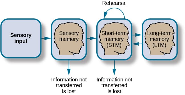 Encoding for long-term memory, How Memory Functions | Introduction to Psychology