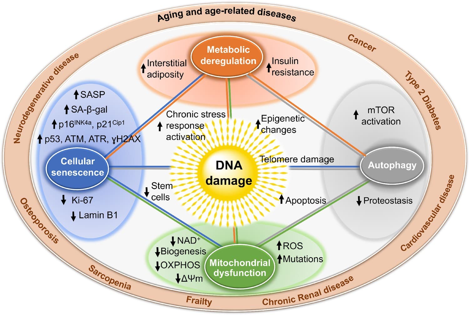 Endogenous and Exogenous Sources of DNA Damage, Figures and data in DNA damage—how and why we age? | eLife