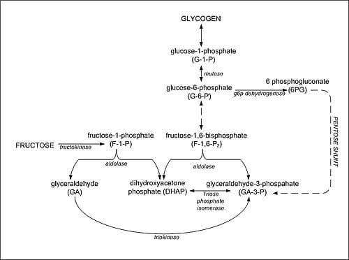 Enzymatic Conversion of Fructose, 5.2C: Connecting Other Sugars to Glucose Metabolism - Biology LibreTexts