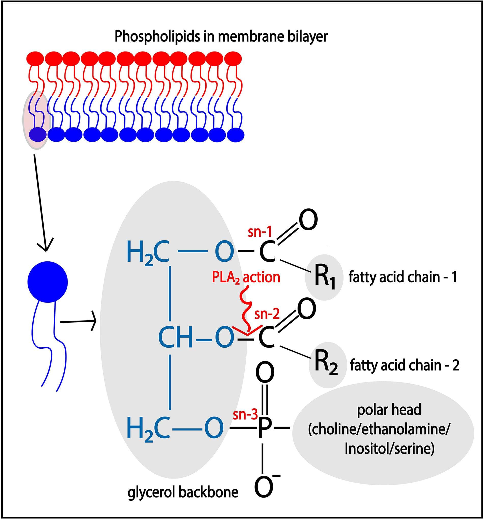 Enzymes as pathogen defense, Frontiers | The Roles of Phospholipase A2 in Phagocytes