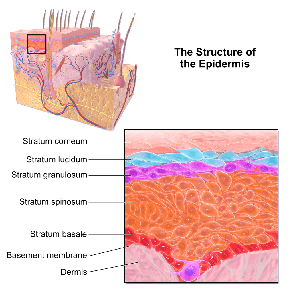 Epidermis and dermis, 10.3 Epidermis – Human Biology