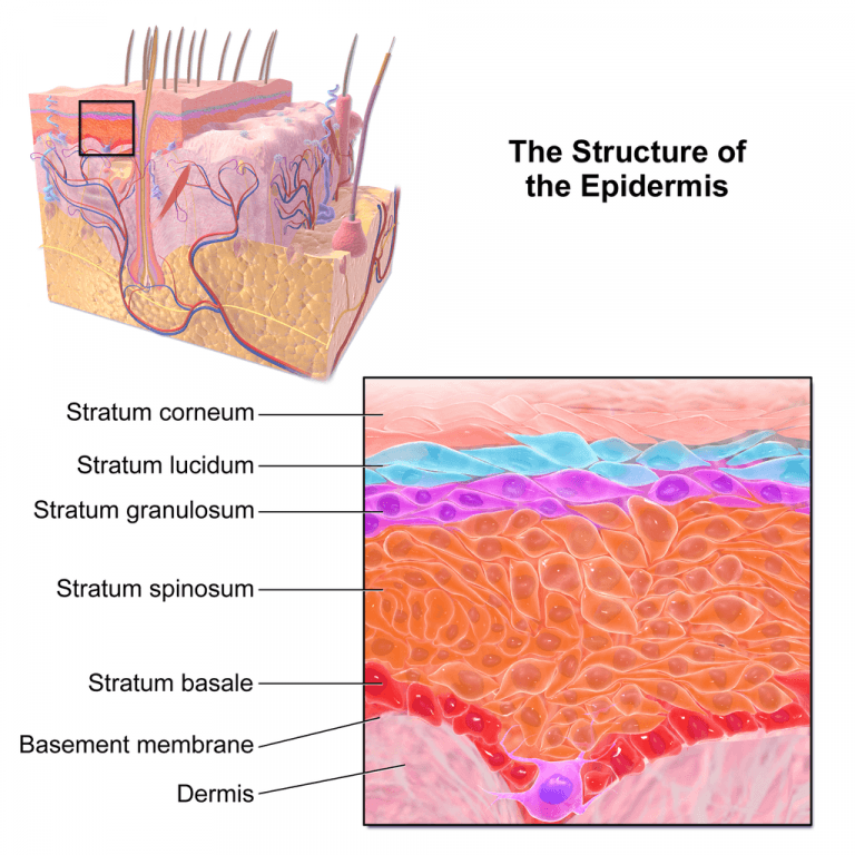 Epidermis, 10.3 Epidermis – Human Biology