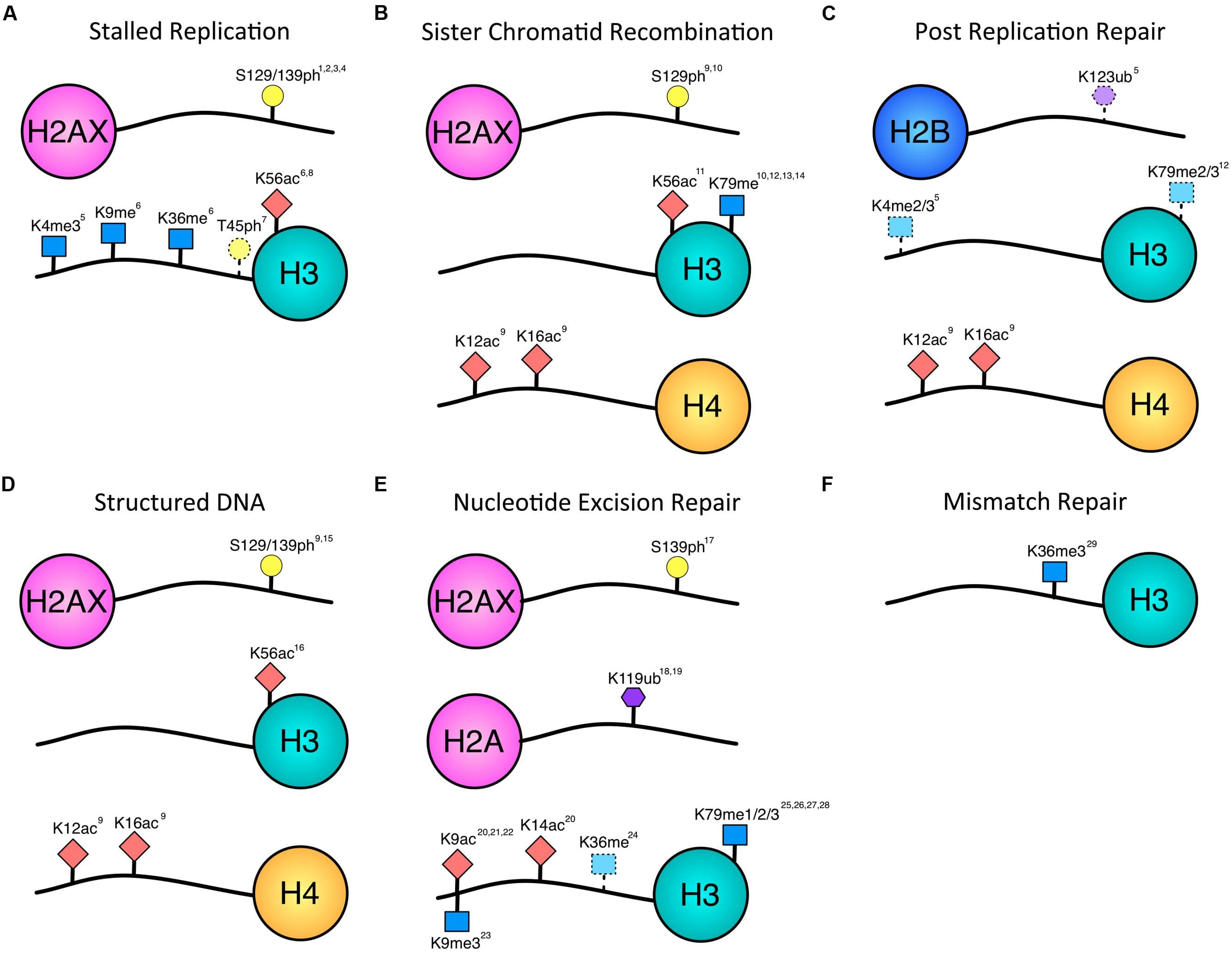 Epigenetics and gene regulation, Frontiers | Chromatin modifications and DNA repair: beyond double-strand breaks | Genetics