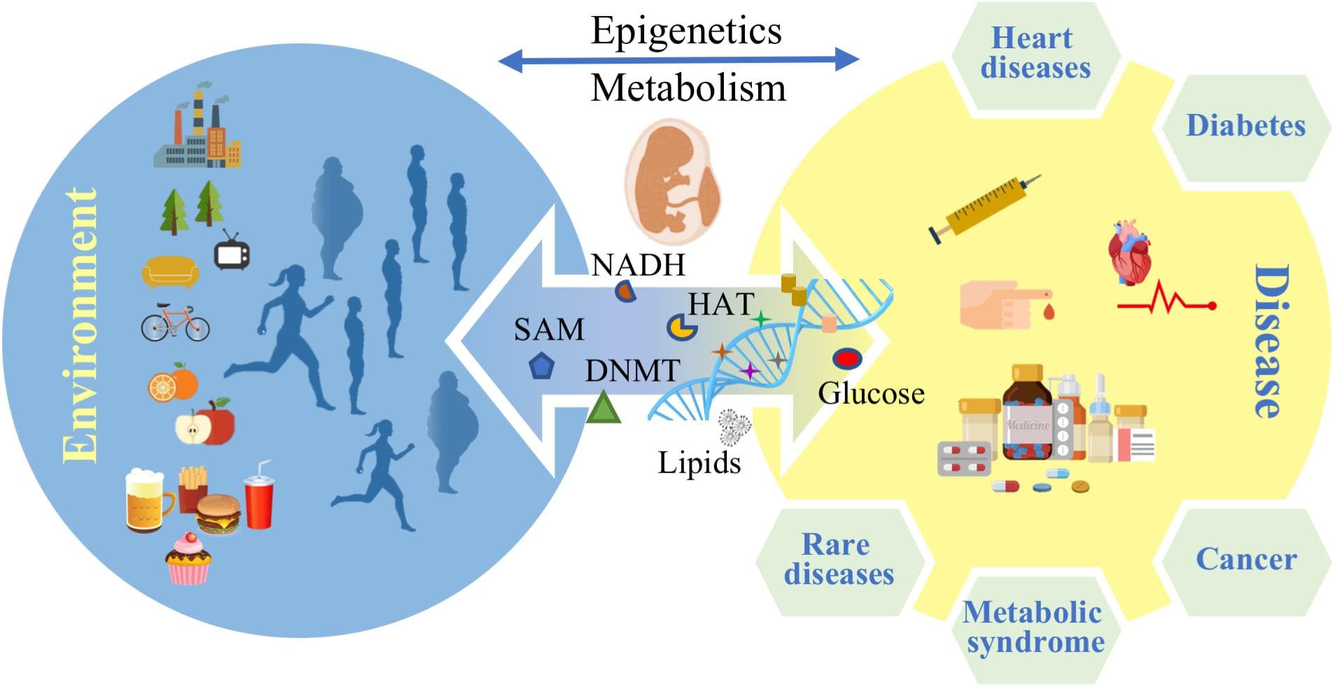 Defining Epigenetics and Its Relationship to Nutrition and Health, Frontiers | Epigenetics and Metabolism in Health and Disease | Genetics