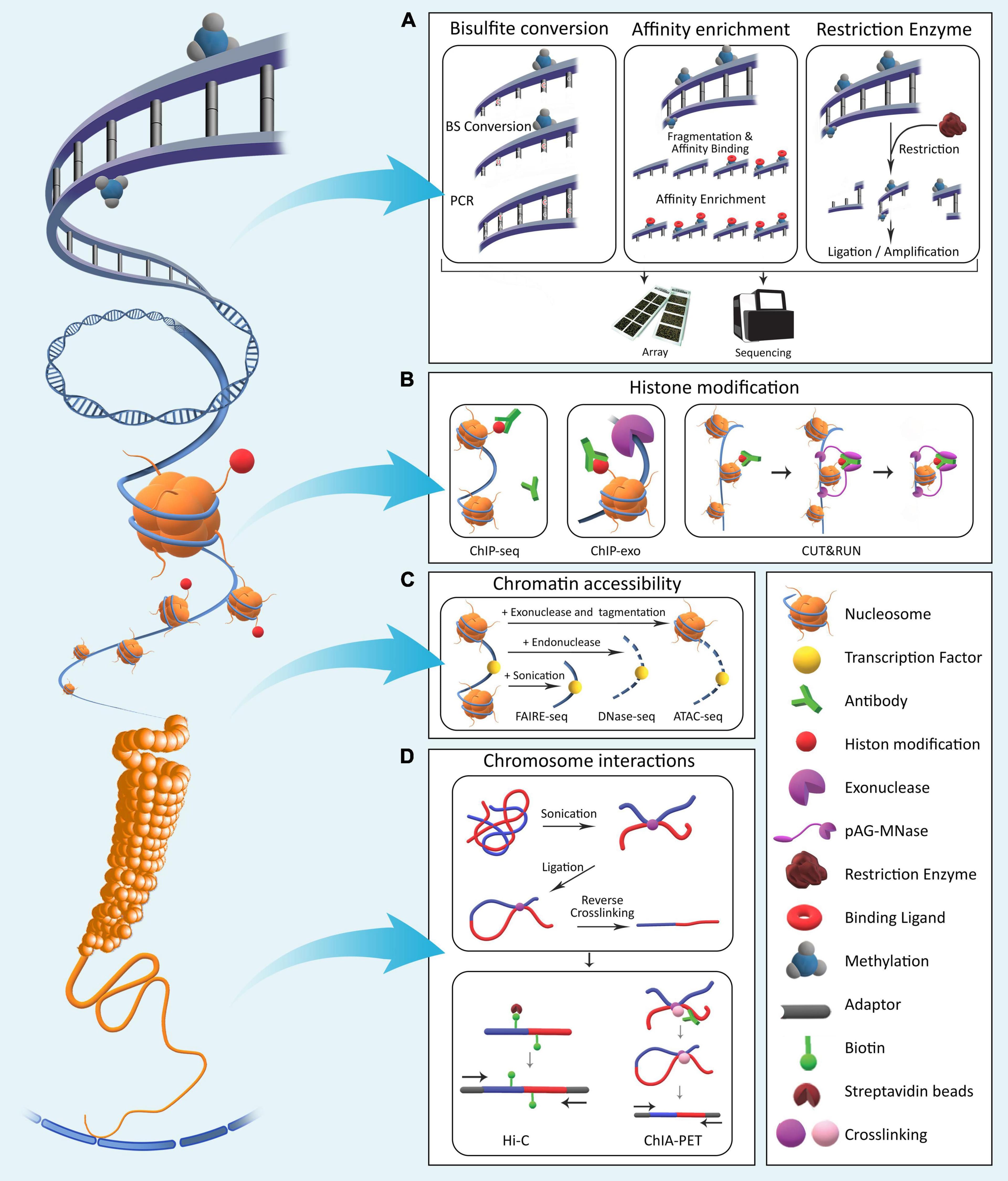 Definition and scope, Frontiers | A Comparative Overview of Epigenomic Profiling Methods