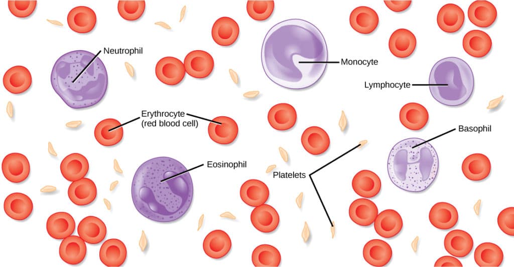 Erythrocytes and Leukocytes, Components of the Blood | Biology II