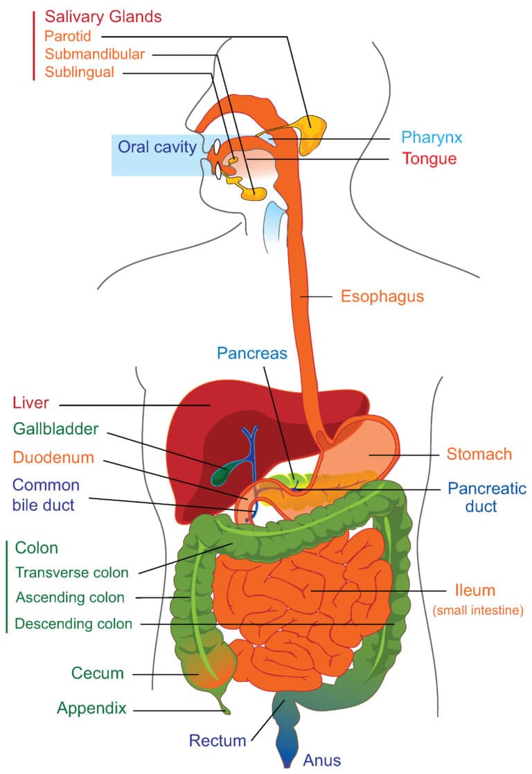 Esophagus and stomach structure and function, including sphincters, 22.4C: Esophagus - Medicine LibreTexts