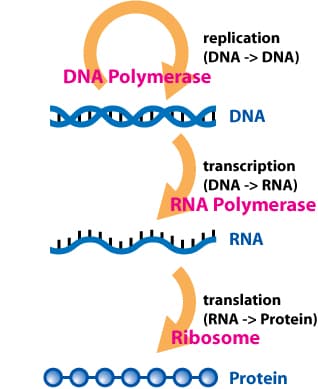 Essential Enzymes for DNA Replication, DNA Structure and Function | Biology I Laboratory Manual