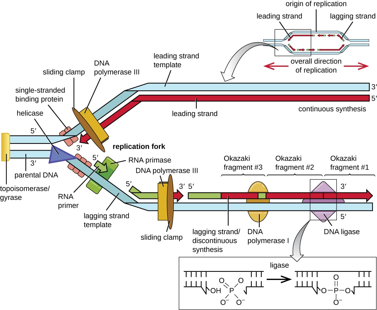 Essential Enzymes in DNA Replication, DNA Replication · Microbiology