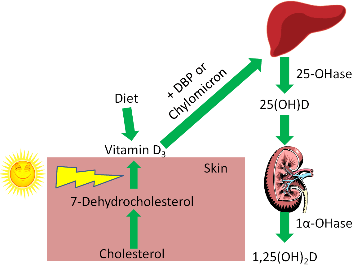 Essential Nutrients and Their Functions, 12.1 Vitamin D | Nutrition Flexbook