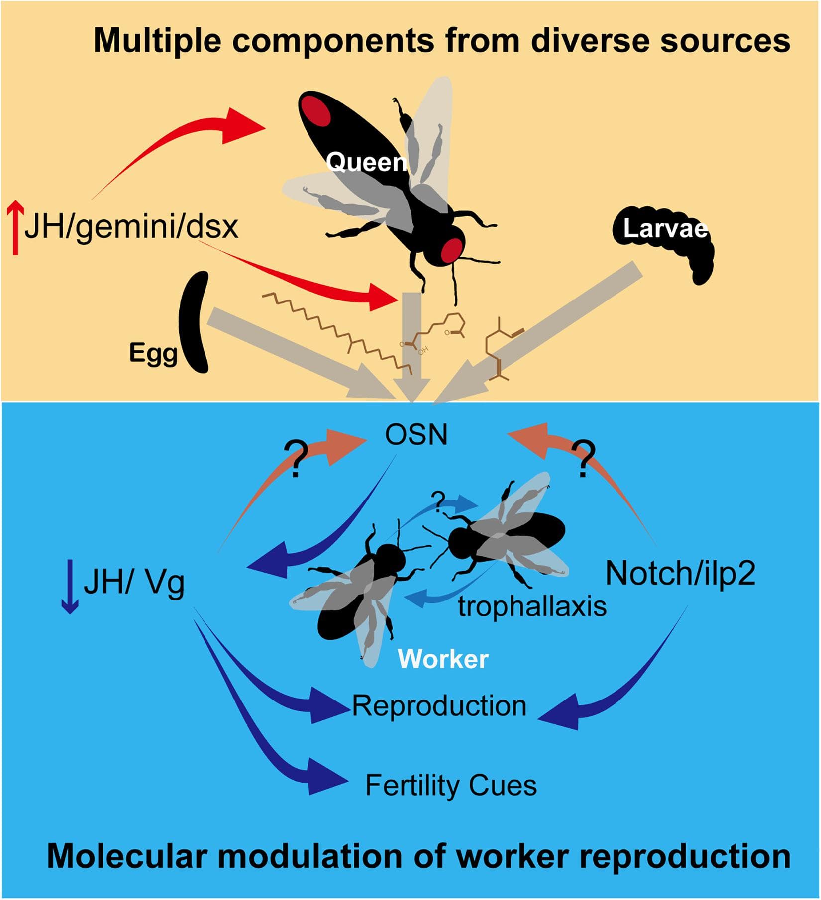 Key criteria of eusociality, Frontiers | Pheromonal Regulation of the Reproductive Division of Labor in Social Insects