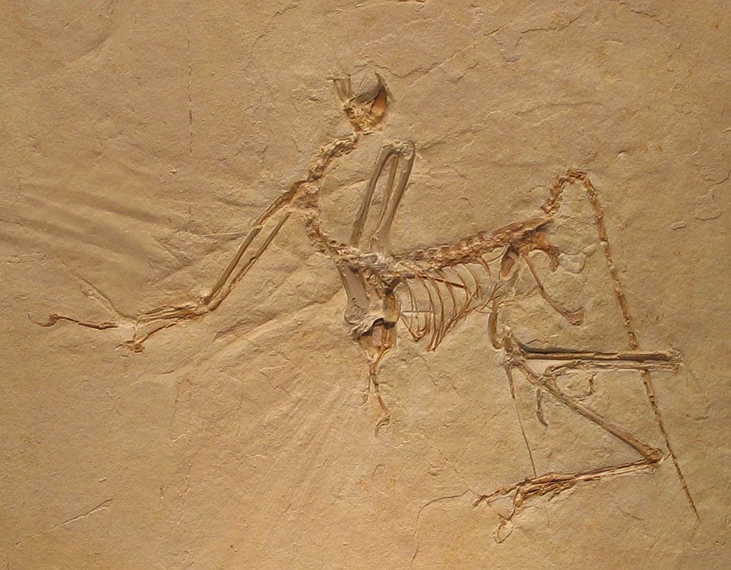 Evolutionary history of birds, File:Archaeopteryx bavarica Detail.jpg - Wikipedia