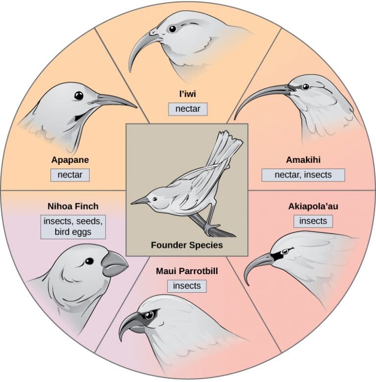 Examples of adaptive radiation, Adaptive Radiation – Introductory Biology: Evolutionary and Ecological Perspectives