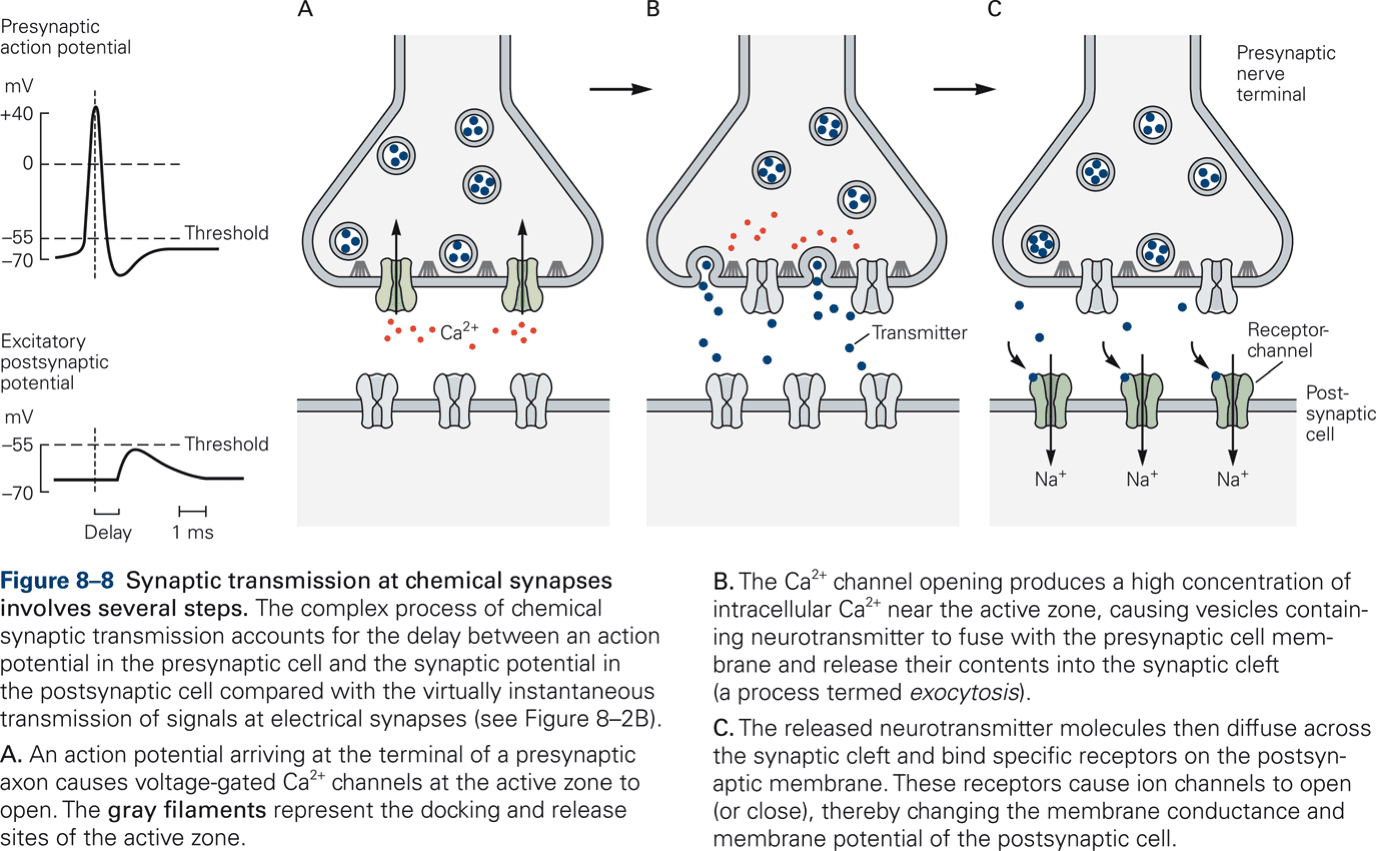 Excitatory and Inhibitory Neurotransmitters, How information is transmitted between neurons | Synaptic transmission at chemical synapses ...