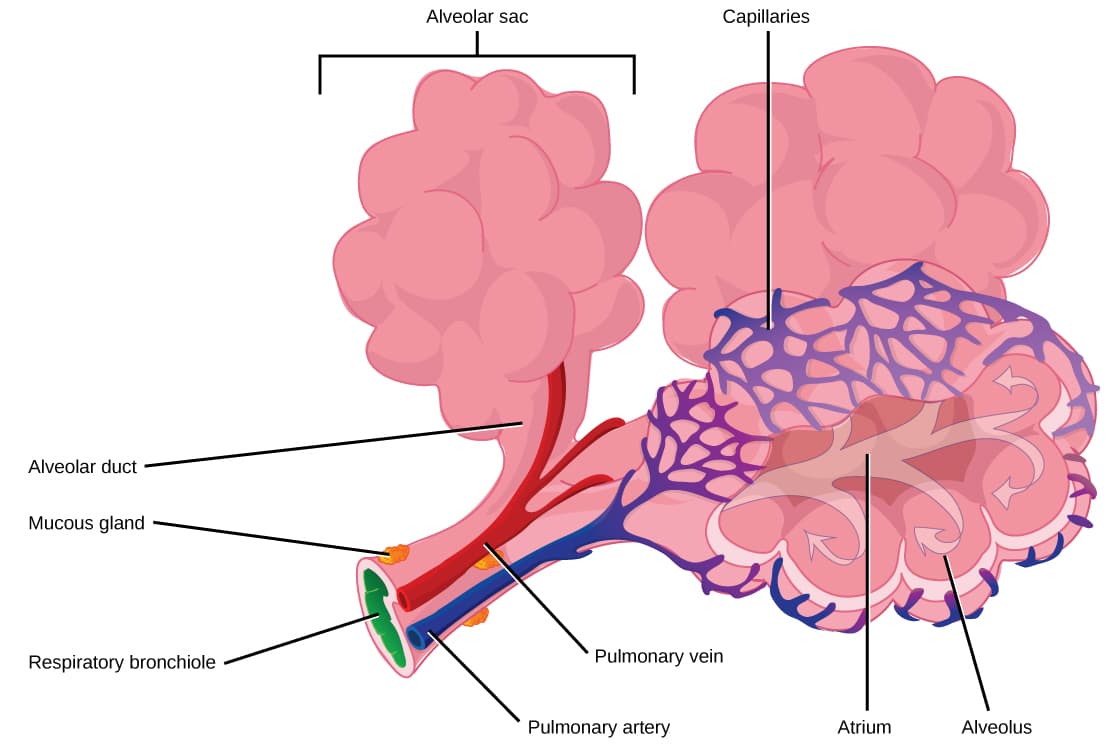 Expectorants vs mucolytics, Chapter 7: The Respiratory System – NSCC Human Biology