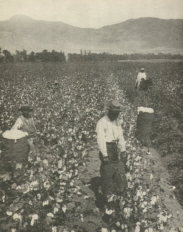 Factors Contributing to the Rise of Cotton Agriculture, A Market Society | Boundless US History