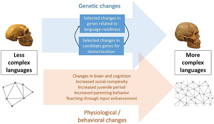 Factors driving emergence, Frontiers | The Emergence of Modern Languages: Has Human Self-Domestication Optimized Language ...